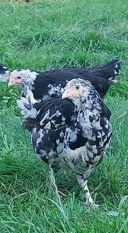 Poulette