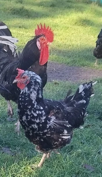 Poule de Gournay prête à pondre