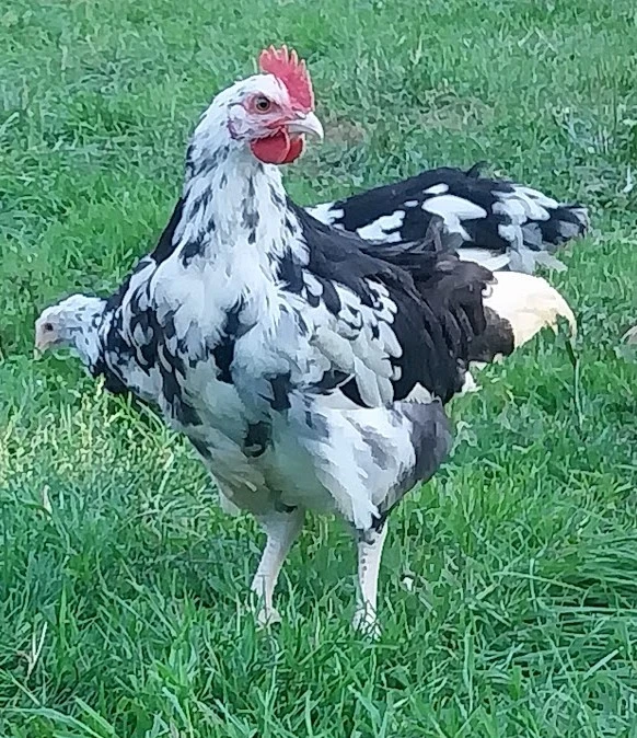 Coq de Gournay